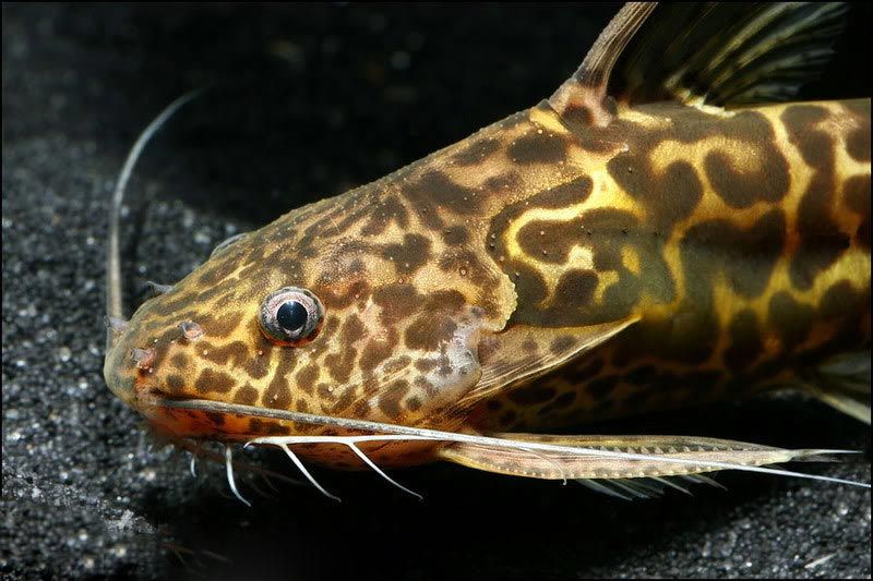 Мраморный сомик синодонтис Мраморный