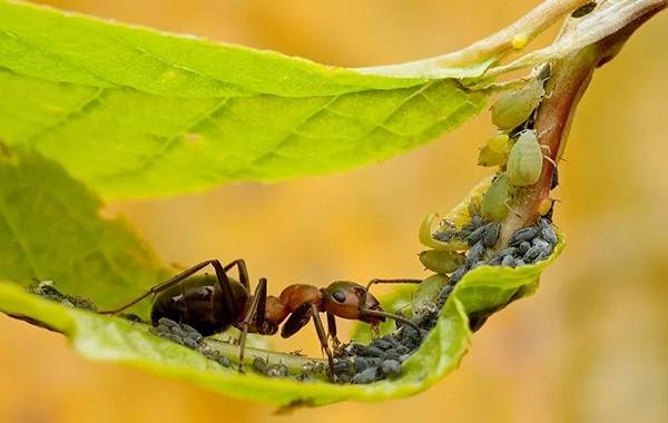 Описание-особенностей-видов-образа жизни-и-среды обитания-муравьев-21
