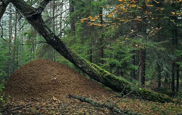 Описание-особенностей-видов-образа жизни-и-среды обитания-муравьев-22