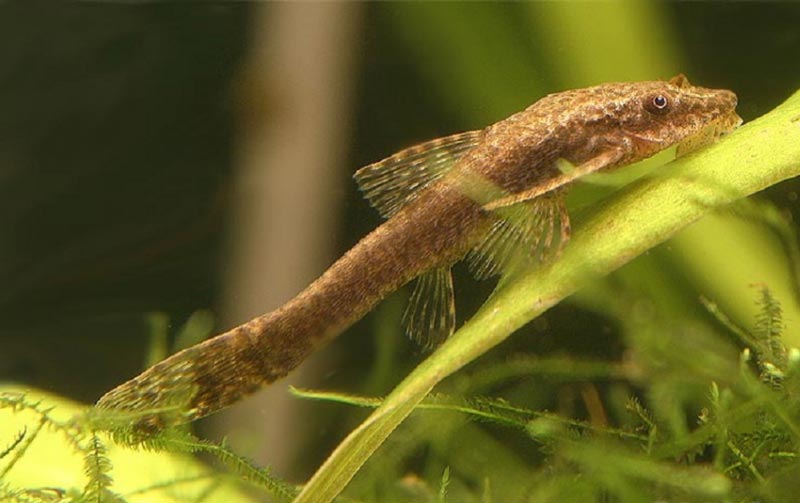 Сомик Негрос Негрос