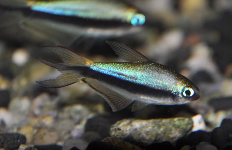 Неоны Нематобриконы Палмера Нематобриконы