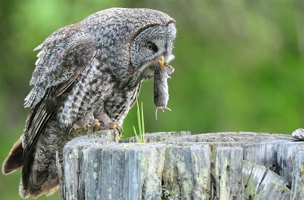 Сова-птица-описание-особенности-виды-образ жизни-и-среда обитания-совы-14