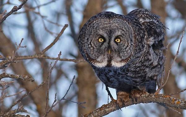 Сова-птица-описание-особенности-виды-образ жизни-и-среда обитания-совы-16