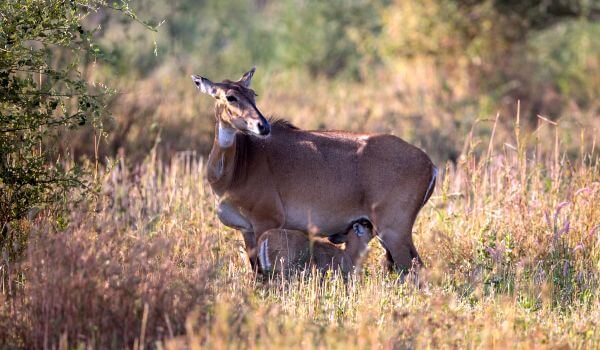 Фото: Нилгаи Кид