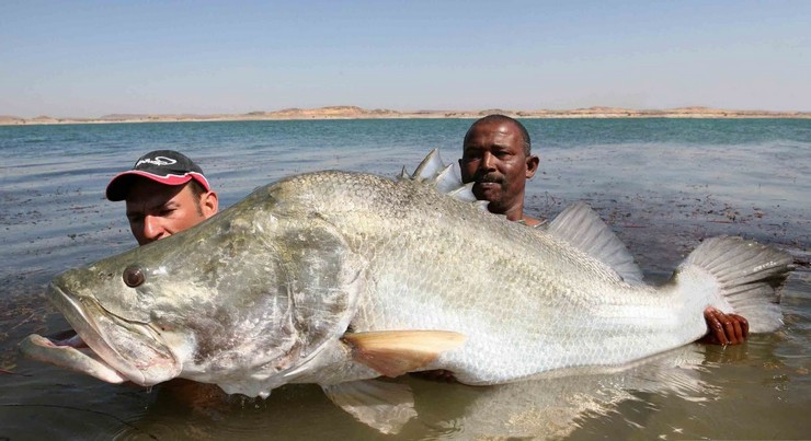 Нильский окунь