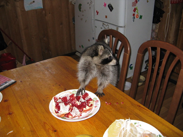 Сколько живут еноты в домашних условиях?