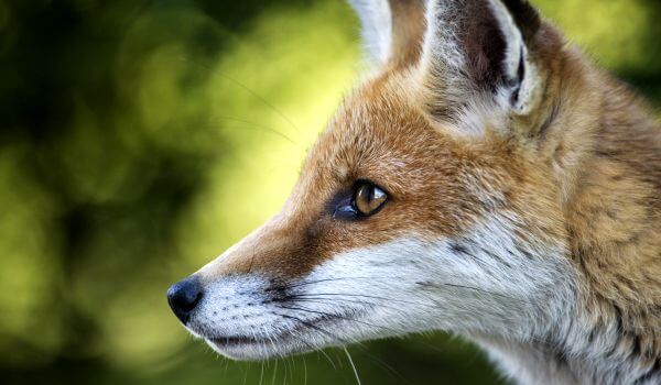 Фото: Рёдрев