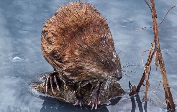 Ondatra-zhivotnoe-Описание-особенности-виды-образ-жизни-и-среда-обитания-ондатры-13