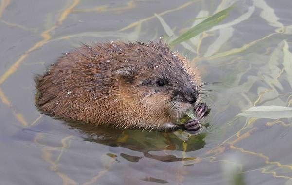 Ondatra-zhivotnoe-Описание-особенности-виды-образ-жизни-и-среда-обитания-ондатры-5