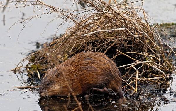 Ondatra-zhivotnoe-Описание-особенности-виды-образ-жизни-и-среда-обитания-ондатры-9