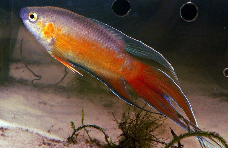 Апельсиновый