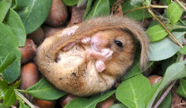 Фото: Орешниковая соня животное