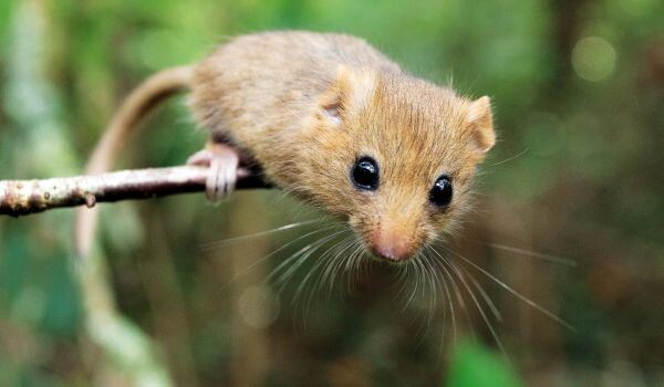 Фото: Орешниковая соня из Красной книги