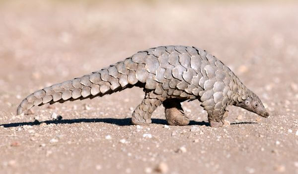 Фото: Ящерица панголин