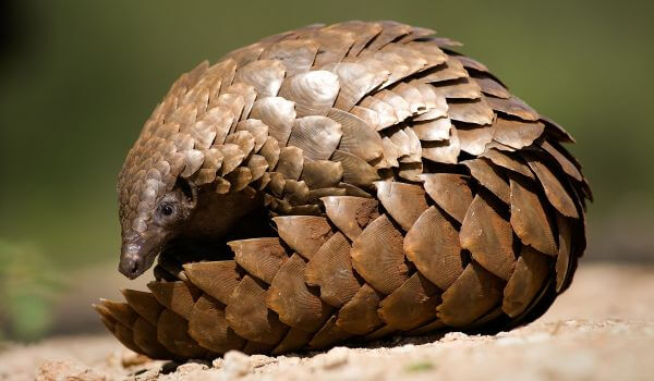 Фото: Ящер панголин