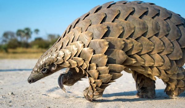 Фото: Зверь панголин