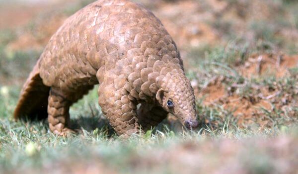 Фото: Панголин