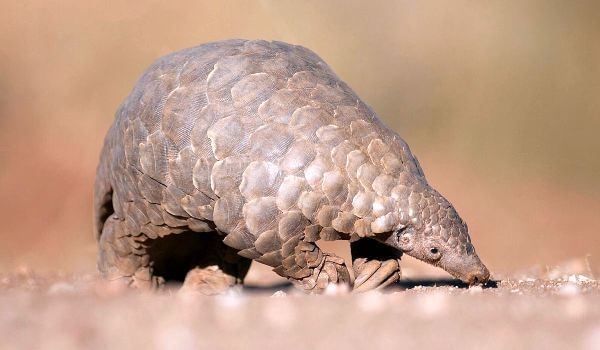 Фото: Броненосец панголин