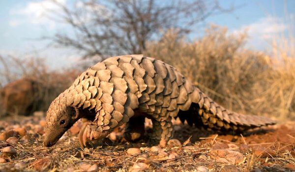 Фото: Животное панголин