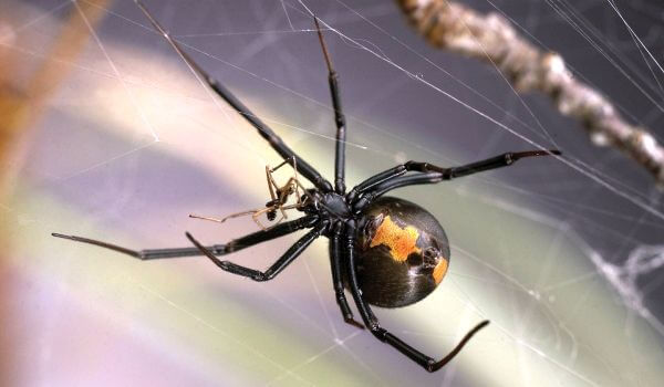 Фото: Черная Вдова