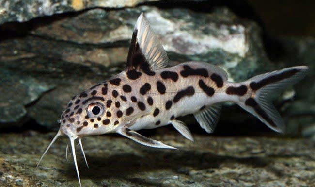 Сомик Перевертыш Перевертыш