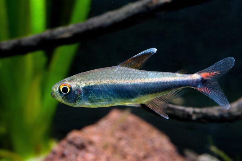 Хифессобриконы Лорето Перуанские неоны