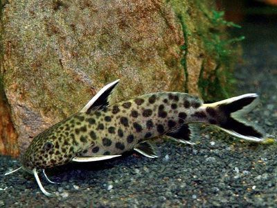 Сомик Петрикола Петрикола