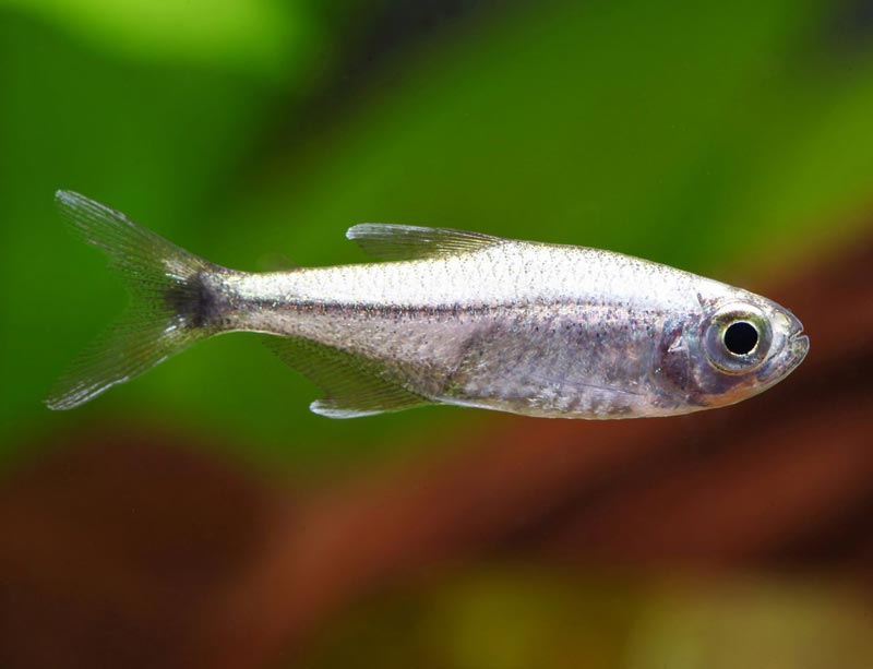 Платиновые неоны Платиновый