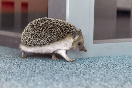 Ежик на гастролях