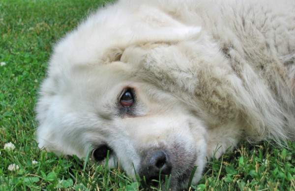 Взляд куваса