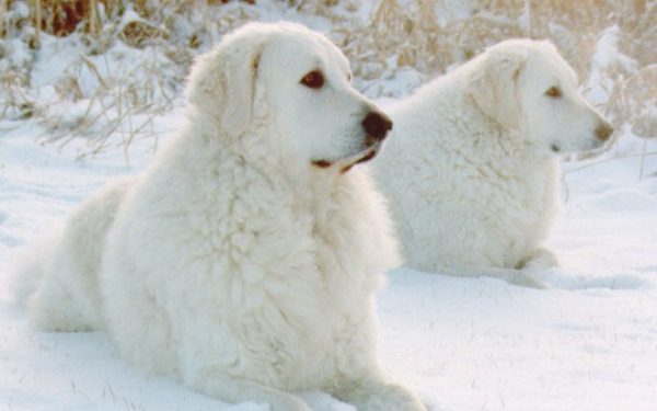 Кувасы в снегу