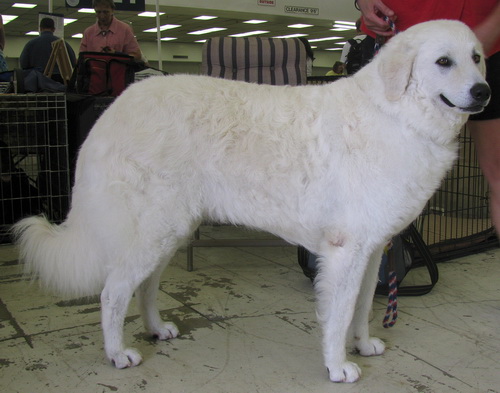 Кувас на выставке