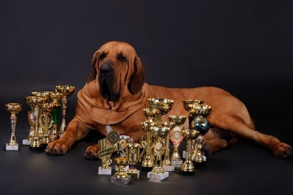 Фила бразилейро на выставке