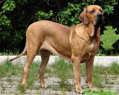 Фила бразилейро в стойке