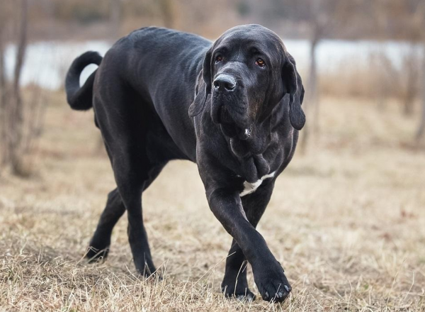 Фила бразилейро чёрный