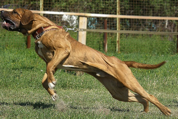 Фила бразилейро в атаке