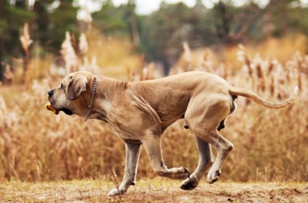 Фила бразилейро бежит
