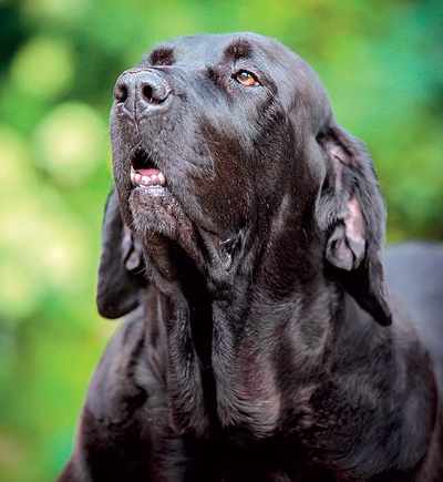 Морда фила бразилейро