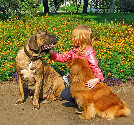 Фила бразилейро с девочкой и собачкой
