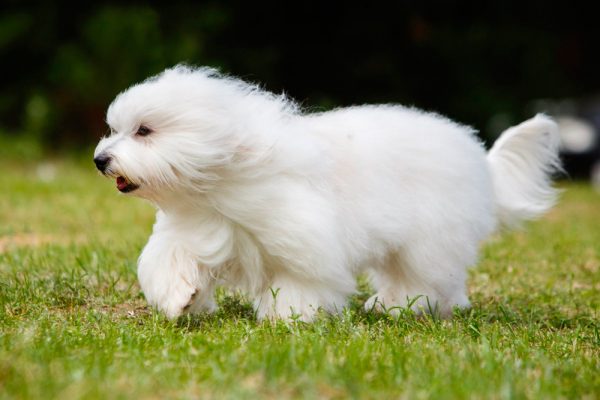 Котон де тулеар на прогулке