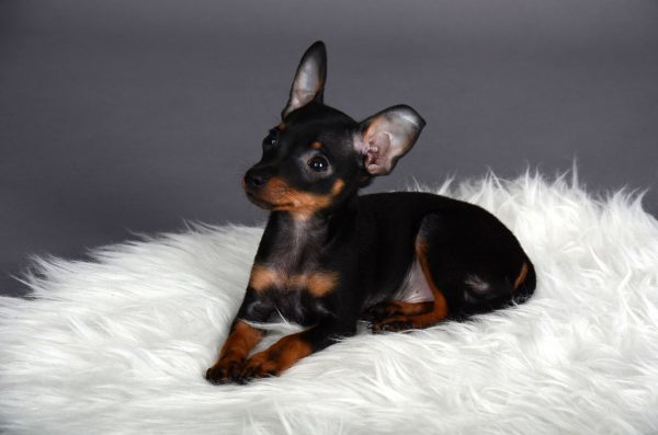 Пражский крысарик