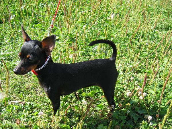 Пражский крысарик чёрный