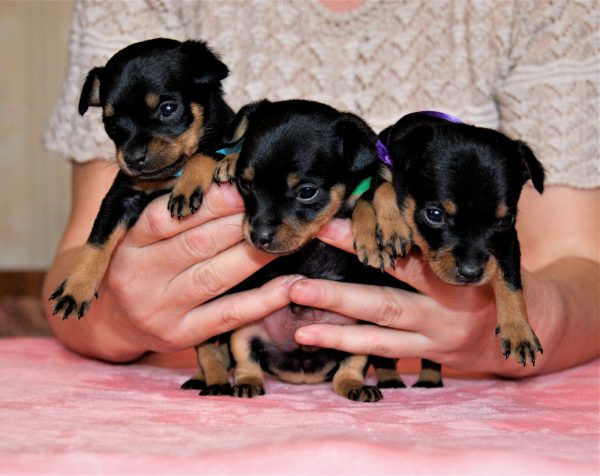 Щенки пражского крысарика