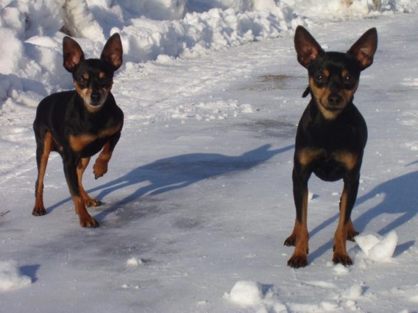 Выгул ратликов