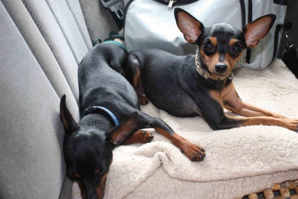 Пражские крысарики