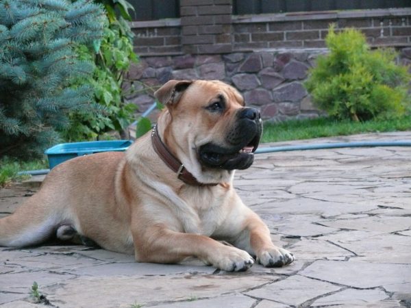 Ка де бо лежит