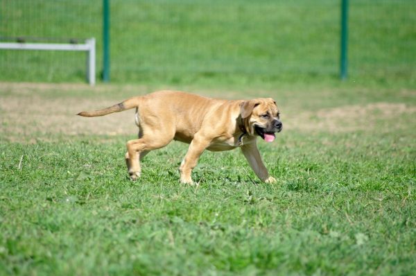 Ка де бо на площадке