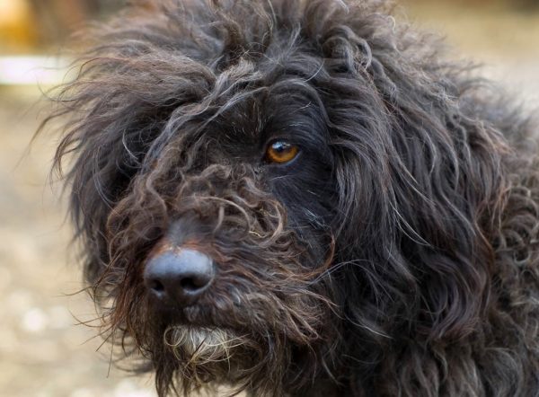 Лохматый пёс