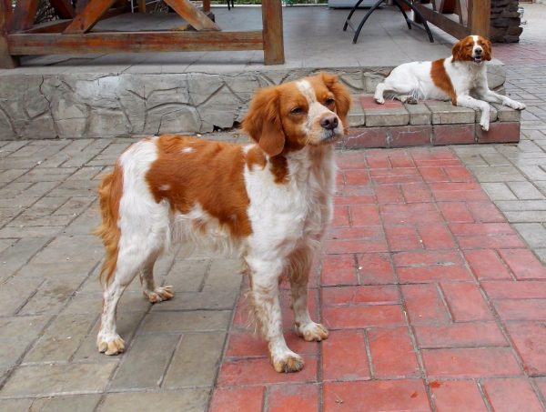 Бретонские эпаньоли во дворе дома