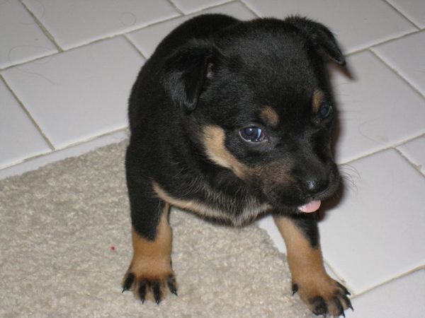 Щенок келпи